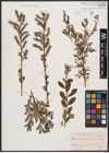 Foto von Salix aurita L. x Salix repens L.